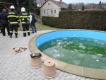 Hasiči se strážníky vytáhli jezevce, který spadl do bazénu u rodinného domu v Železném Brodě
