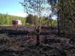 Požár lesního porostu
