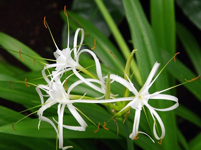 V botanické zahradě vykvetly mexická agáve i lilie z Karibiku