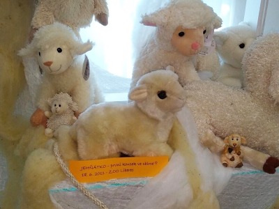 Ráj oveček v semilském muzeu!
