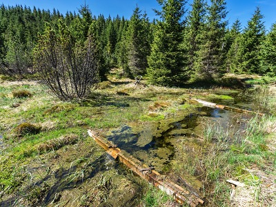 Nadace věnovala 3,7 milionu korun na obnovu přírody