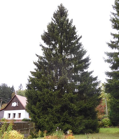 Vánoční strom pro Prahu letos přijede opět z Libereckého kraje
