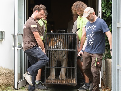 Zabavený tygr Tajmir najde nový domov v Nizozemí