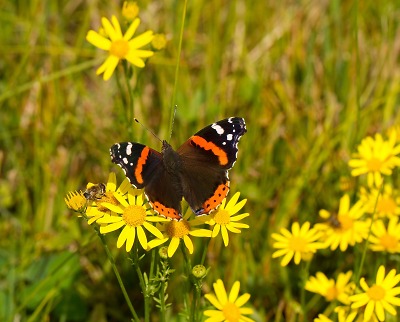 Českým motýlům se daří podél elektrického vedení