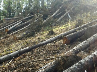 Firma neučinila u Stružince opatření proti kůrovci. Má pokutu 140 tisíc