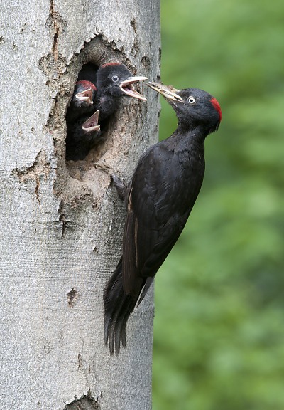 Ptákem roku 2017 je datel černý, v Krkonoších jeho počty narůstají