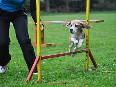 Výtěžek z akce Den psích sportů v Rudníku podpoří postižené studenty