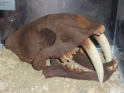 Zkamenělé stopy aneb Po stopách dávných živočichů