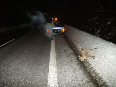 Pojizerští řidiči tento týden dvakrát bourali kvůli lesní zvěři