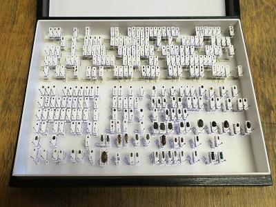 Když hmyz nelétá: entomologové v Severočeském muzeu v zimě bádají