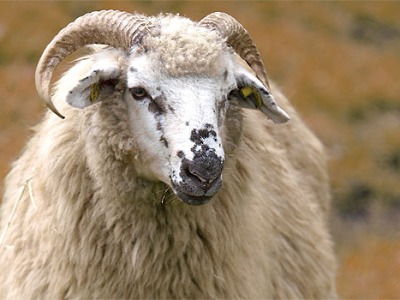 Svatováclavský nákupní trh a výstava ovcí a koz se koná v Pěnčíně