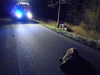 VW Touareg skončil mimo silnici, divočák vzájemný střet nepřežil