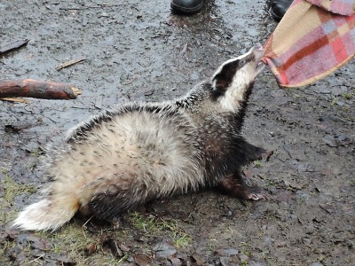 Jezevec vyzkoušel vodu v bazénu u domu v Železném Brodě