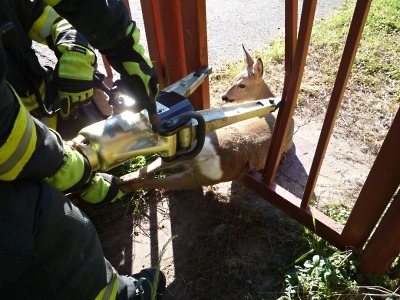 Turnovští hasiči zachraňovali ve svátek srnku i zasahovali u požáru