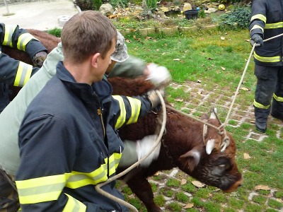 Toreadoři nebo kovbojové? Býka dokážou zkrotit i turnovští hasiči