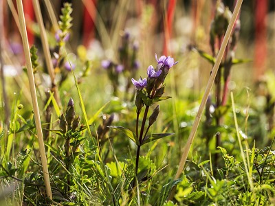 Kriticky ohroženému hořečku ladnímu se v Krkonoších nebývale daří
