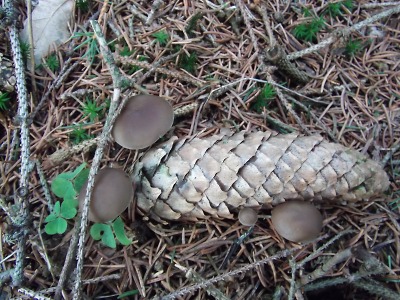 Jaro je už tady, rostou první jedlé houby