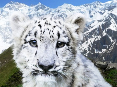 V liberecké ZOO se rozjíždí kampaň na záchranu sněžného levharta