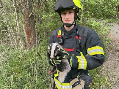 Turnovští hasiči vysvobodili jezevce uvízlého v plotě