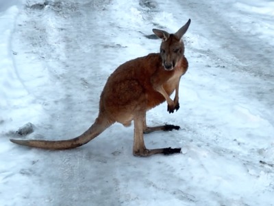 U Mimoně naháněli policisté klokana Kevina
