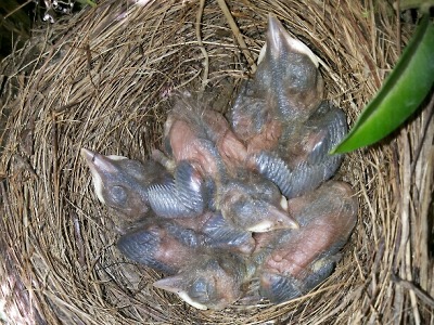 V jabloneckém hobbymarketu se vylíhla čtyři kosí mláďata