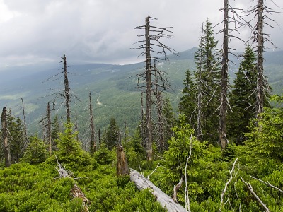 Lesy KRNAP prošly dalším auditem FSC® bez připomínek