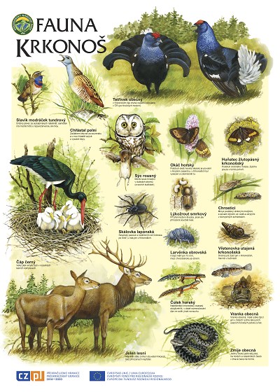 Češi a Poláci se společně vzdělávají