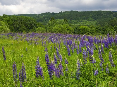Krásná lupina je v krkonošské přírodě bezskrupulózní dravec