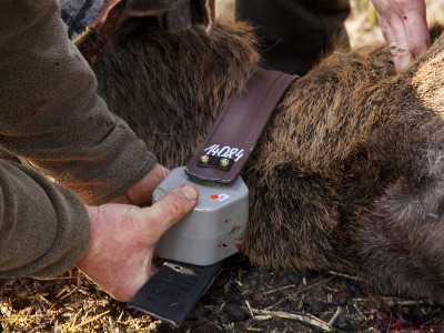 Telemetrické obojky mají zjistit, jestli krkonošští jeleni překračují hranice