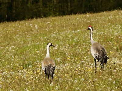 Jeřábi popelaví jsou k vidění v Krkonoších