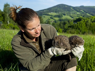 Ježci z útulku se opět vrátili do volné přírody