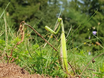 Odborníci našli na louce v Krkonoších kudlanku nábožnou