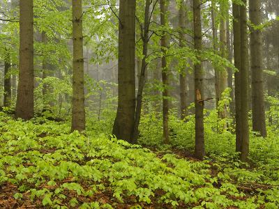 Lesy KRNAP prošly auditem FSC bez připomínek