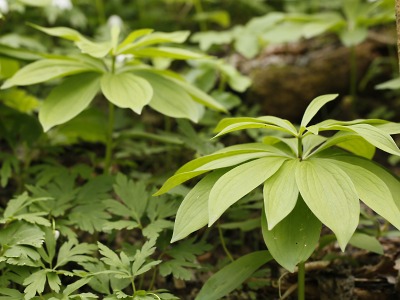Vzácné lilie zlatohlavé díky zábranám pro motoristy zachráněny