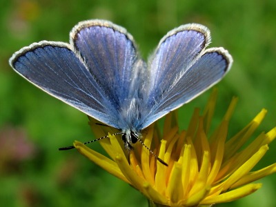 Už počtvrté se hledá nejkrásnější louka Krkonoš