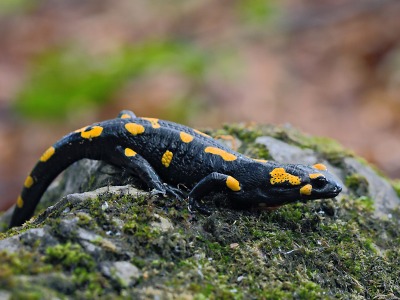 Červencovým živočichem kampaně Správy KRNAP je mlok skvrnitý