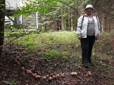 Největší kruh penízovek vyrostl na Janské hoře