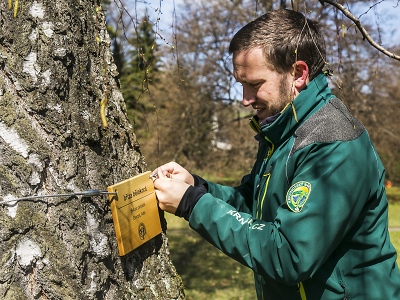 Stromům ve vrchlabském zámeckém parku se dostává odborné péče