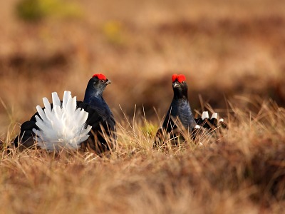 Projekt Fauna Krkonoš přinesl zajímavé objevy