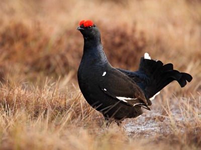 Nerušte tetřívky při jejich jarním tokání
