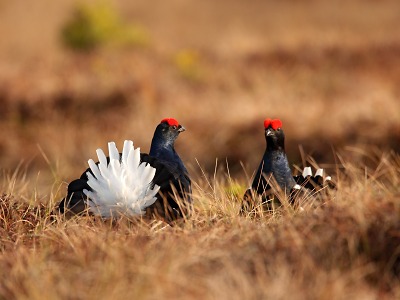 V Krkonoších vytváří nová tokaniště pro tetřívka