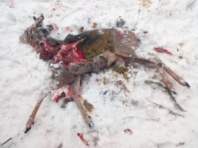 Dosavadní bilance zimní sezony v Krkonoších: desítky mrtvých zvířat