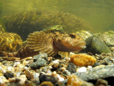 Srpnovým živočichem kampaně KRNAP je vranka obecná