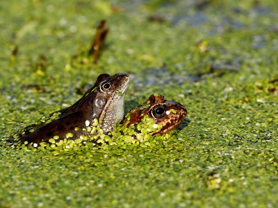 Řidiči pozor! Začíná jarní migrace žab