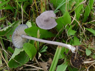Mykologové: Kvalitní hospodaření na loukách pomáhá i houbám