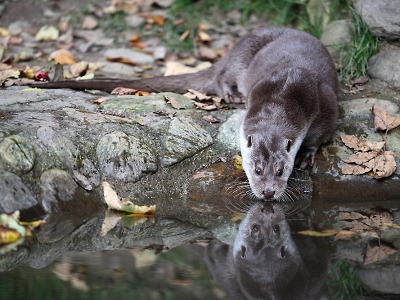 Květnovým živočichem kampaně Správy KRNAP je vydra