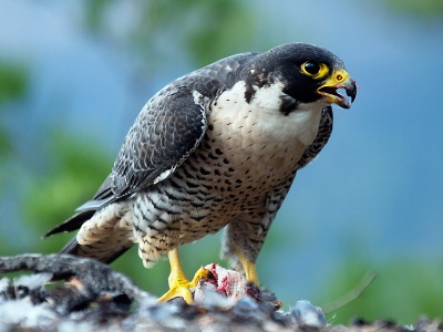 Dubnovým živočichem kampaně KRNAP je sokol stěhovavý