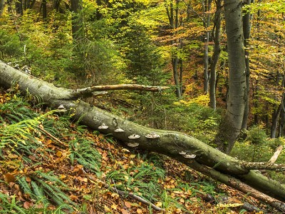 Krkonošskému národnímu parku je 61 let, obhájil certifikát FSC