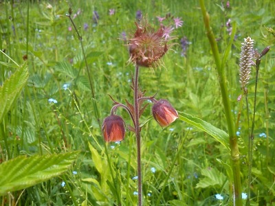 Miss louka 2012 se nachází ve Štěpanické Lhotě