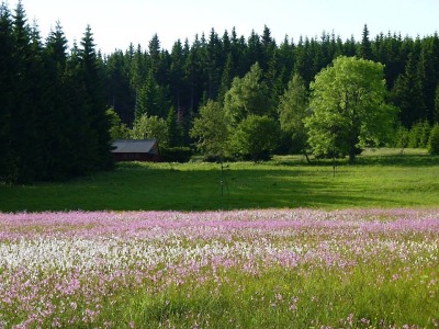 Miss louka 2013 je v Mokrých Jámách na Horní Malé Úpě